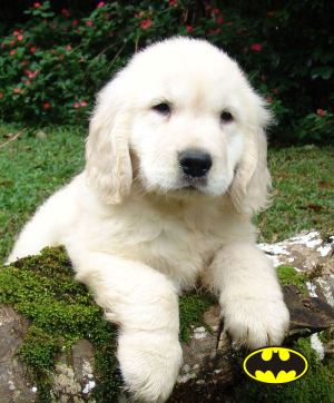 We've added a batman logo to this puppy's portrait